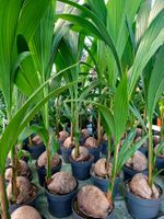 XL (150 cm) Echte Kokospalme.🌴 XL (150cm) COCOS NUCIFERA